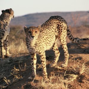 welcome-to-my-savannah